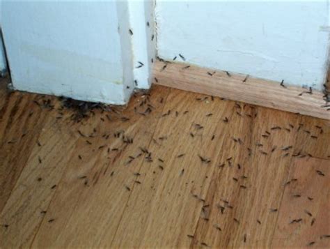 地板有螞蟻 門牙作用